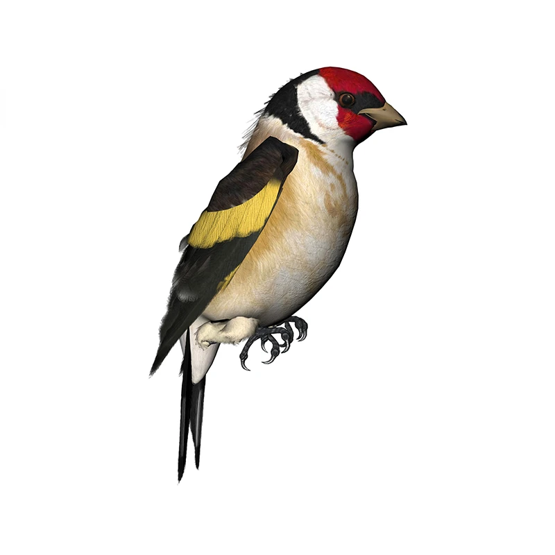 Weight Plate Bumper - New Design for Tinsel Finches Car